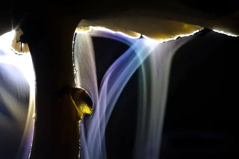 Sporing Party, by Indranil Basu Mallick, The Nature Photography Contest 2025 Macrophotography Winner